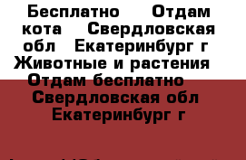 Бесплатно !!! Отдам кота! - Свердловская обл., Екатеринбург г. Животные и растения » Отдам бесплатно   . Свердловская обл.,Екатеринбург г.
